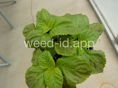 mint, perilla